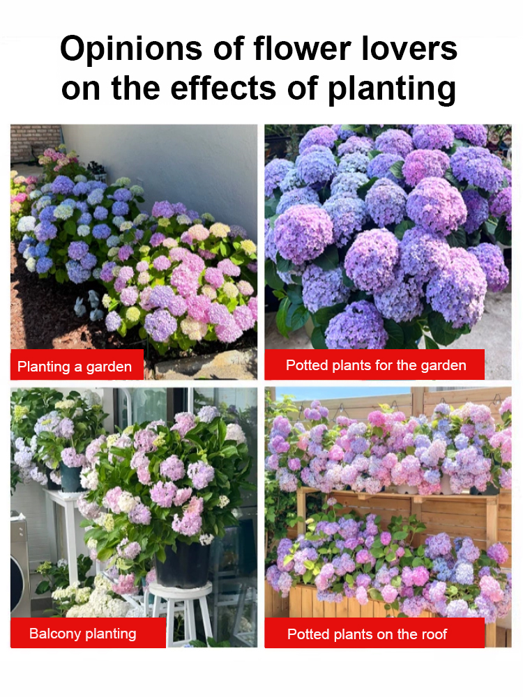 🌸 Mikawa Chidori Hydrangea Seeds 100pcs Magic Color Changing Easy to Grow Fairy Tale Blooms High Germination Rate 🏡