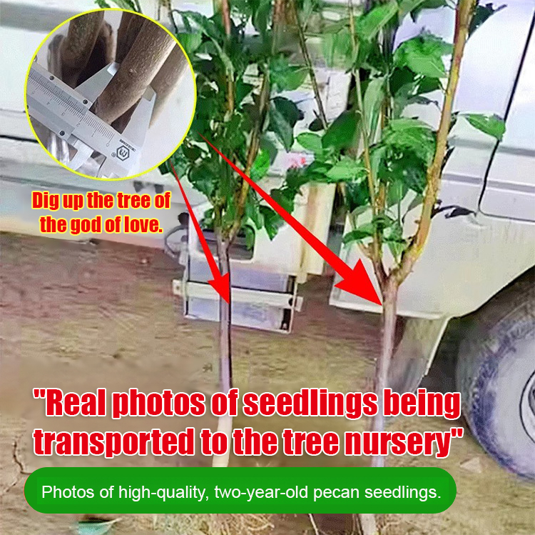 Texas Improved Cold-Resistant 2-Year-Old High-Quality Pecan Trees, Plant Now, Harvest Next Year! 🌳🥜