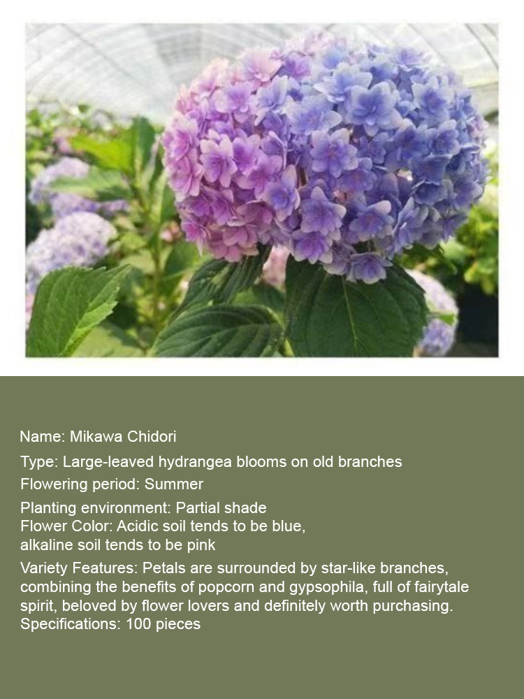 🌸 Mikawa Chidori Hydrangea Seeds 100pcs Magic Color Changing Easy to Grow Fairy Tale Blooms High Germination Rate 🏡