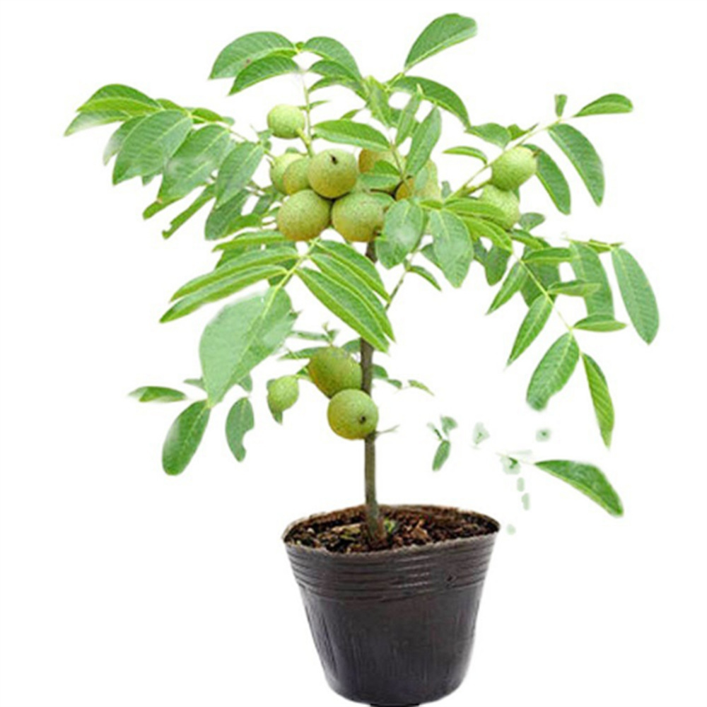 Texas Improved Cold-Resistant 2-Year-Old High-Quality Pecan Trees, Plant Now, Harvest Next Year! 🌳🥜