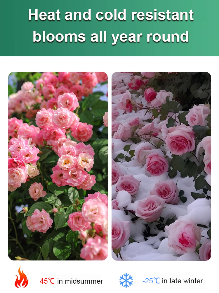 🌹【Desert Rose】Natural perfume, heat and cold resistant, 🌸 flowering period over 200 days! 💧 Only need to water twice a year!