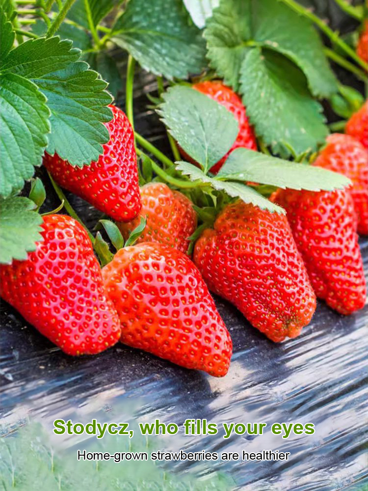 ✨ 🍓 Premium Gariguette Seeds from Normandy 🍓 ✨ High Yield | Non-GMO | Cold-Hardy | Easy to Grow 🌱 The Ultimate Farm-to-Table Experience for Families