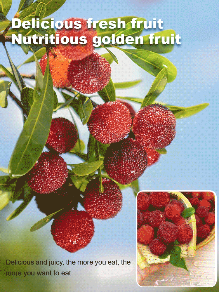 A new variety of red berry resistant to cold, drought and pests! 🌿🍒 Plant now, harvest in June!