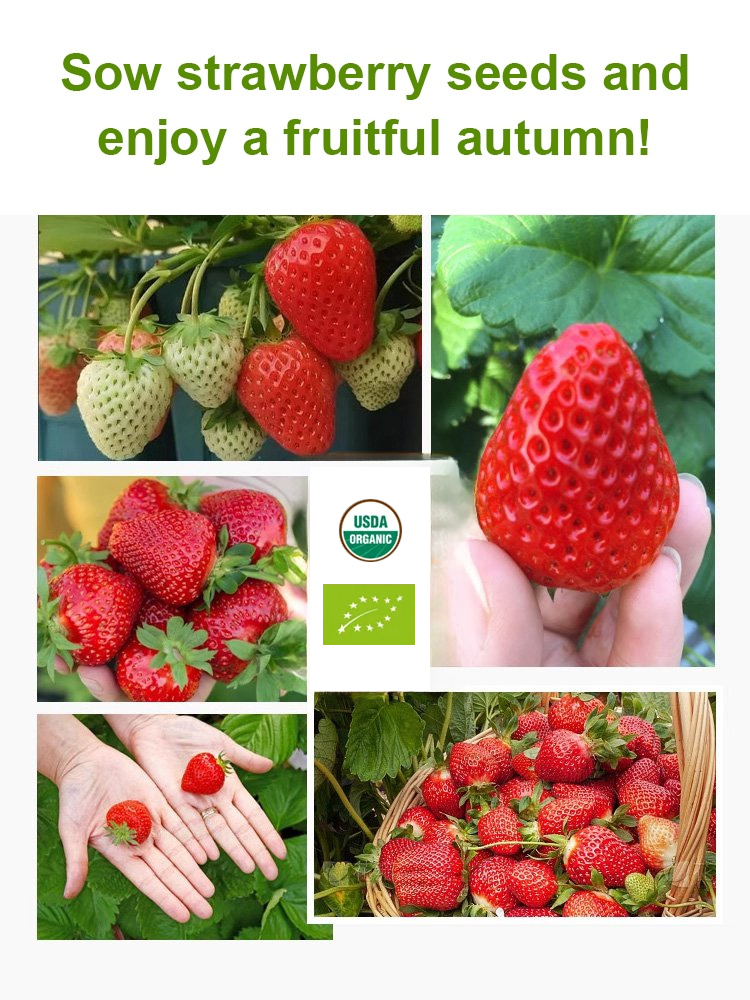 ✨ 🍓 Premium Gariguette Seeds from Normandy 🍓 ✨ High Yield | Non-GMO | Cold-Hardy | Easy to Grow 🌱 The Ultimate Farm-to-Table Experience for Families