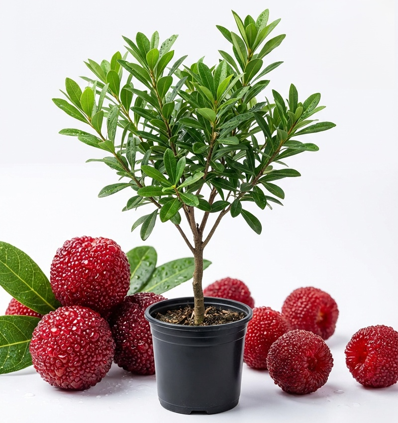 【Yumberry】The Mystical Oriental Berry Tree ✨ | 2-Year Sapling 🌱| Bears Fruit Same Year 🍓 | Self-Pollinating 🌸 | Cold-Hardy, Drought-Tolerant ❄️☀️