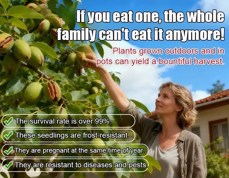 Pecan seedlings imported from the USA