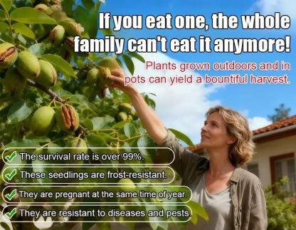 Pecan seedlings imported from the USA