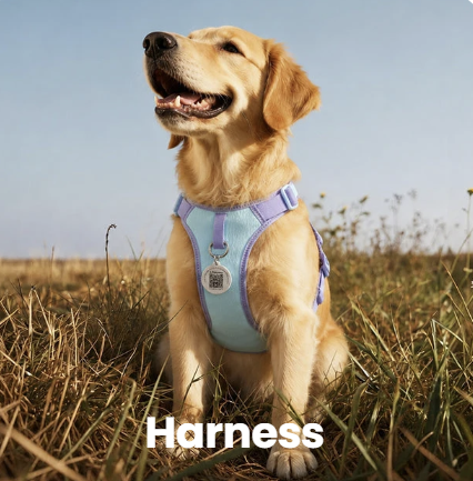 Harness