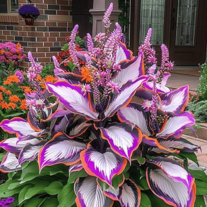 🎁LAST DAY 49% OFF🍃Rare Hosta Seeds🌿Survival rate of up to 95%-PLAWLTD
