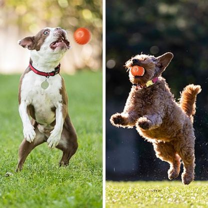 Automatic smart teasing dog ball that can't be bitten🐶