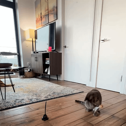 😸Suction Cup Cat Teaser Wand-Interactive Cat Toys Natural Bird Feather