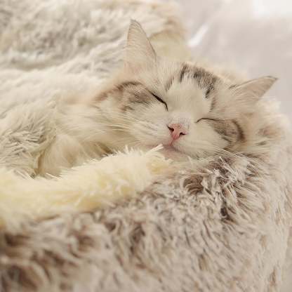 🔥Cat Plush Bed