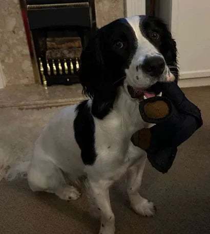 🎄Christmas sale 60% Off-2025 New Bear For Heavy Chewers🐾-PLAWLTD