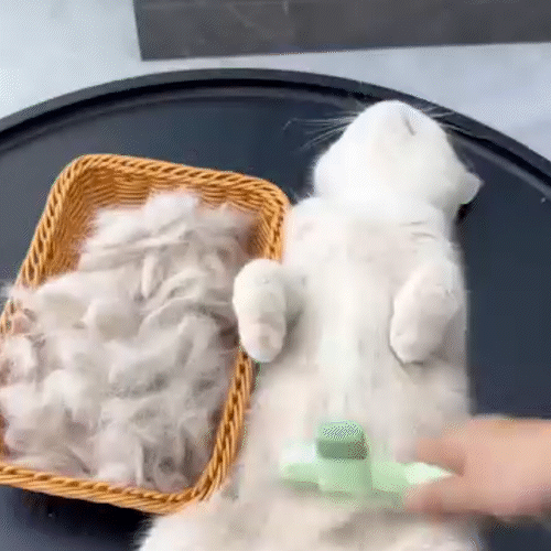 👋Say goodbye to floating hairs and fleas🔥Pet Comb Grooming Brush