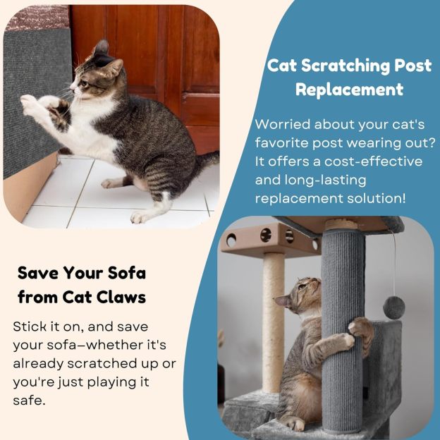 Hot sale -47%🔥AsisumptionTM -Cat Scratching