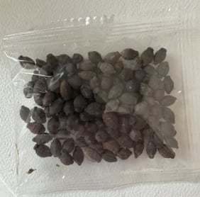 🌸Jasmine seeds,Best gifts-PLAWLTD