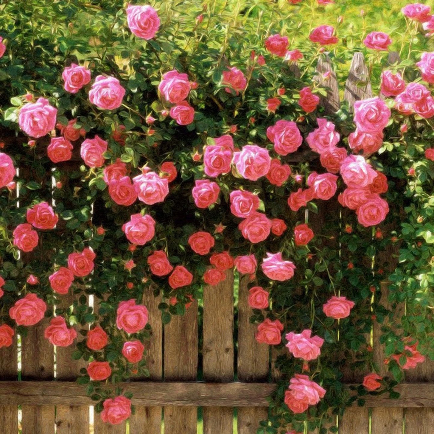 LAST DAY 🌹Climbing Vine Rose Flower Seeds-tidenox