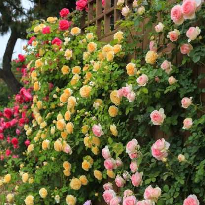 LAST DAY 🌹Climbing Vine Rose Flower Seeds-tidenox