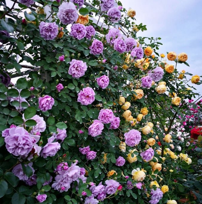 LAST DAY 🌹Climbing Vine Rose Flower Seeds-tidenox