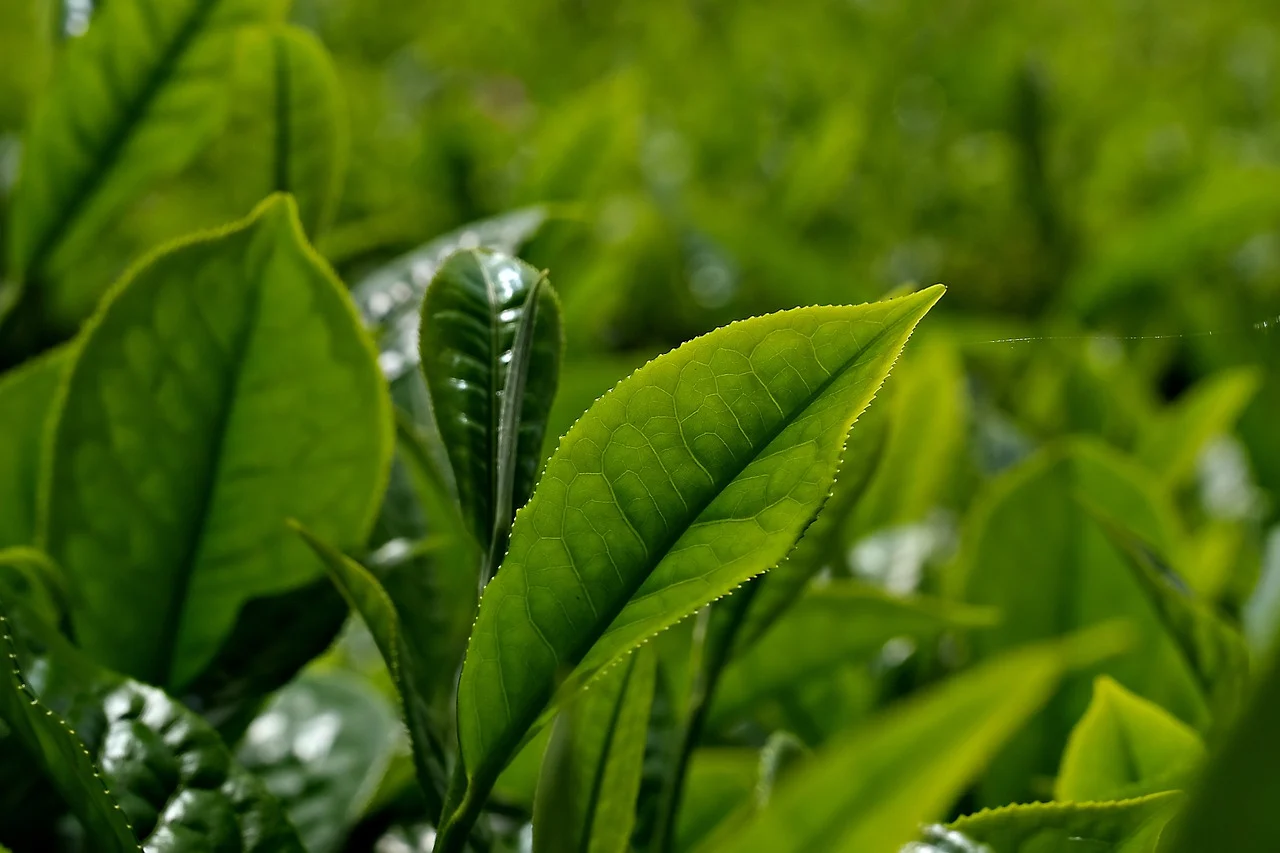 Tea Brewing Tutorial-Tea of moments