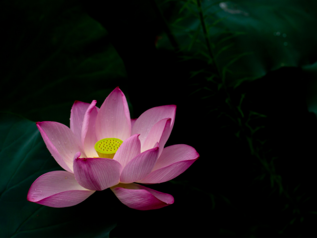 Chinese Lotus Jewelry: History, Symbolism & Timeless Modern Designs