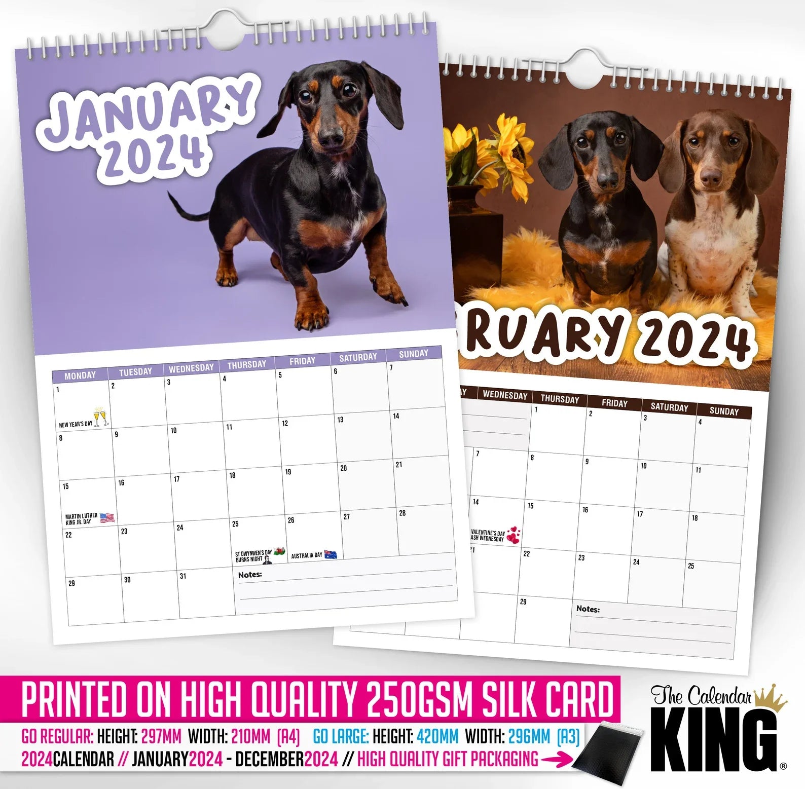 🤣Cheeky Dachshunds - 2024 Wall Calendar