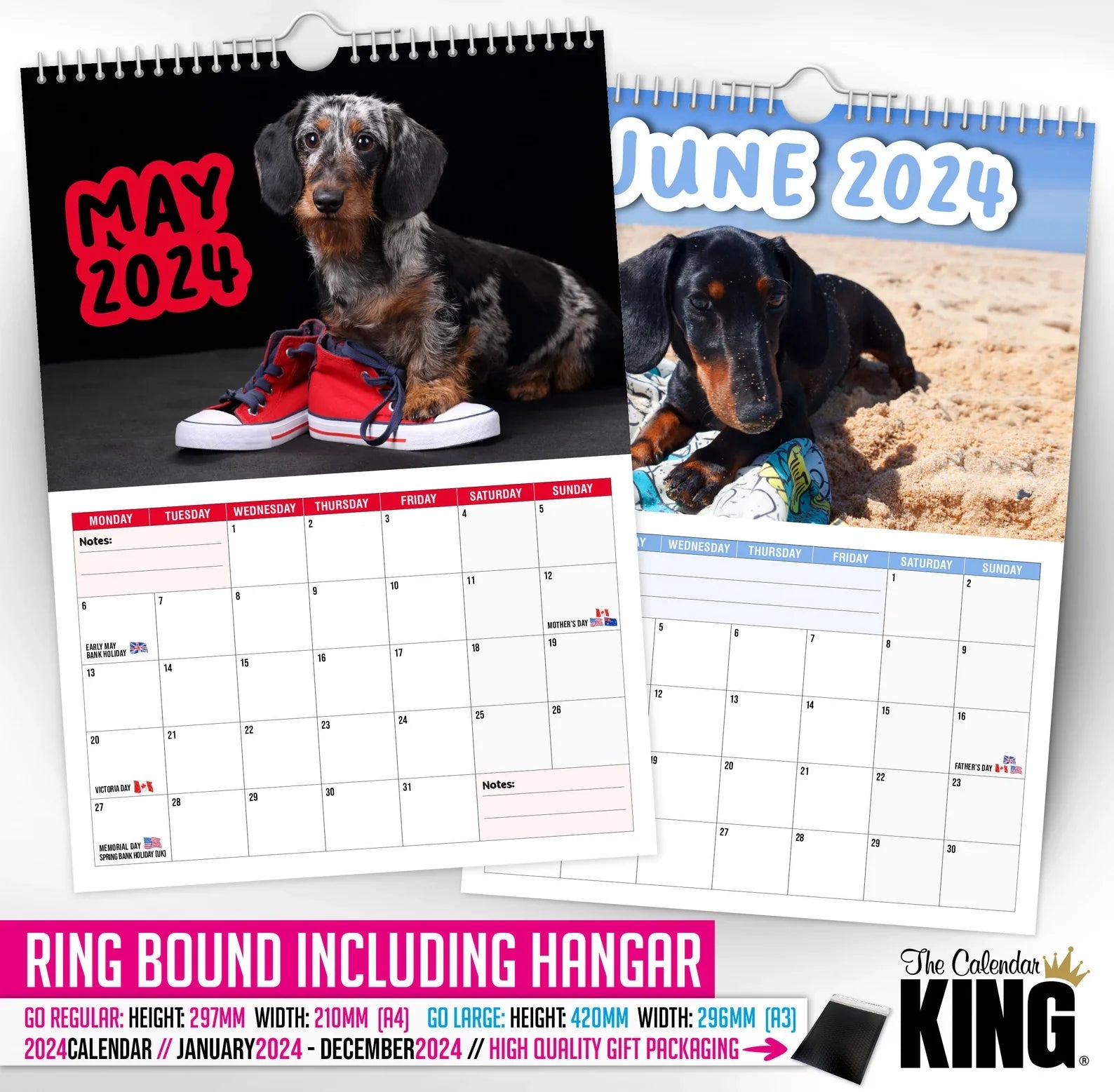 🤣Cheeky Dachshunds - 2024 Wall Calendar