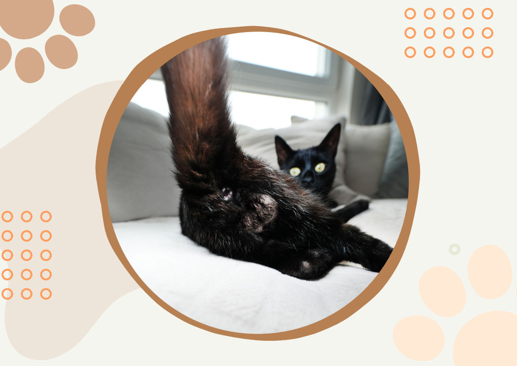 🤣Funny Cat Calendar 2024