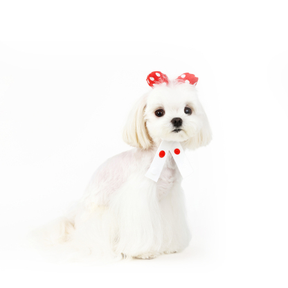 Polka Dot Pet Bow Tie-Petboxok