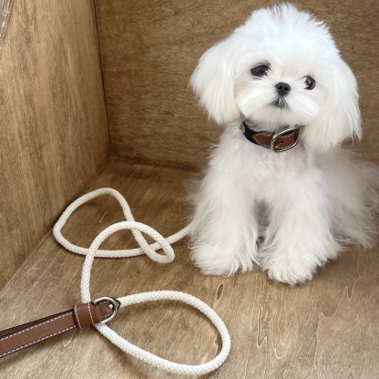 Studded Genuine Leather Collar with Leash