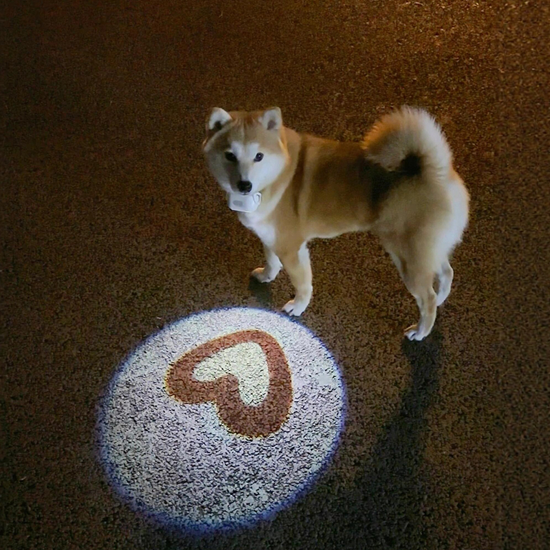 Night Dog Walking Light