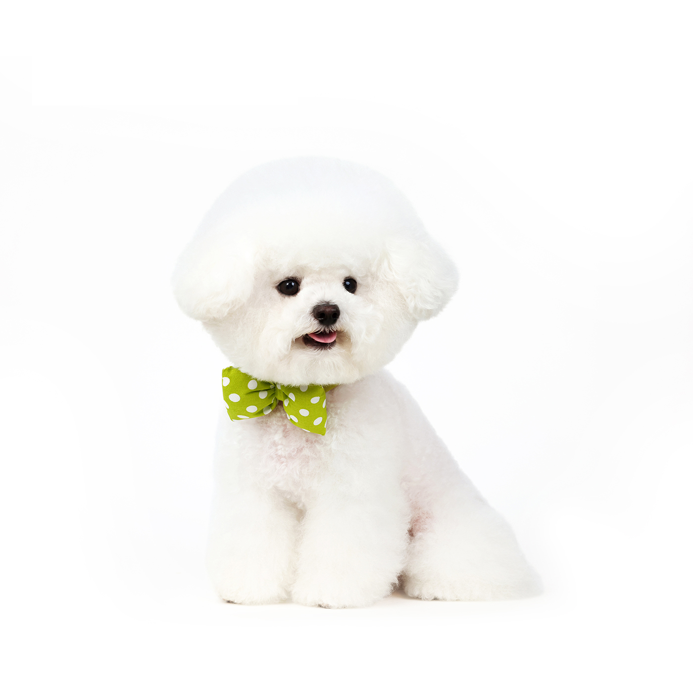 Polka Dot Pet Bow Tie-Petboxok