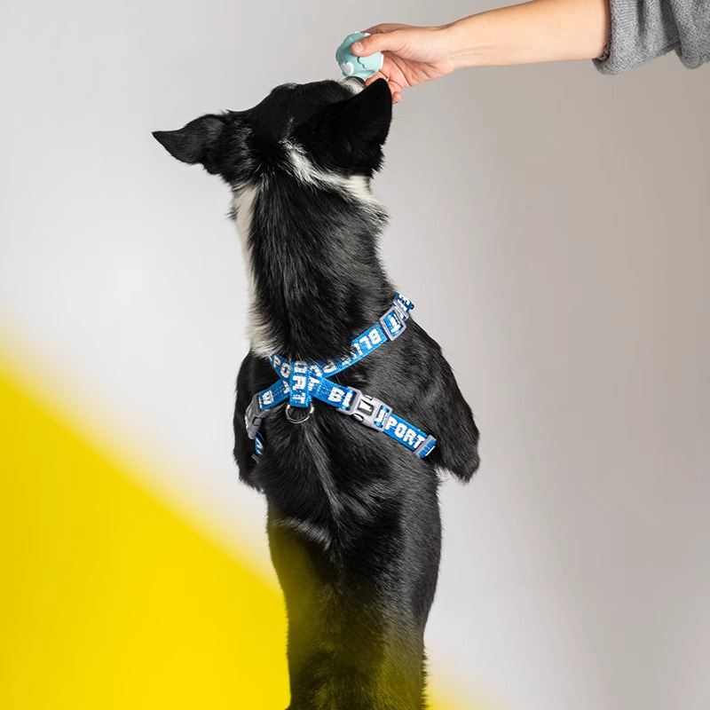 X-Shaped Dog Harness-Petboxok
