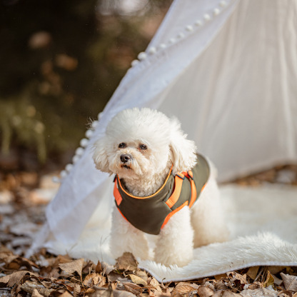 Winter pet cotton coat-Petboxok