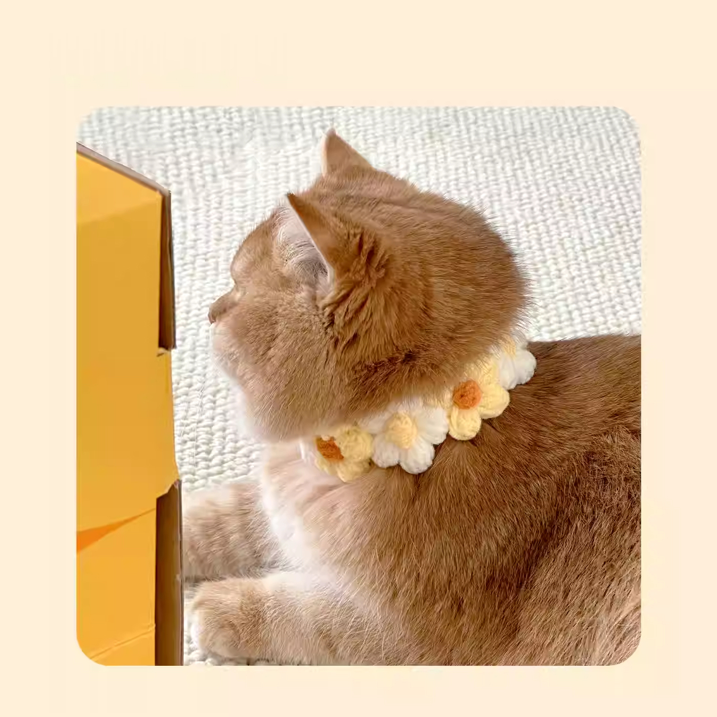 Polka Dot Pet Bow Tie-Petboxok