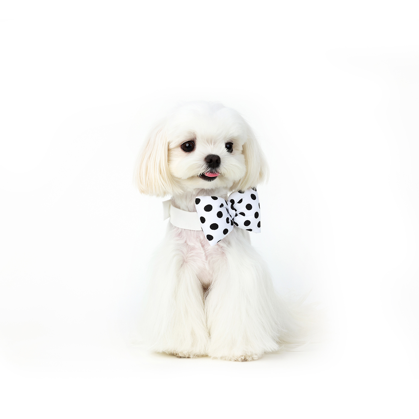 Polka Dot Pet Bow Tie-Petboxok