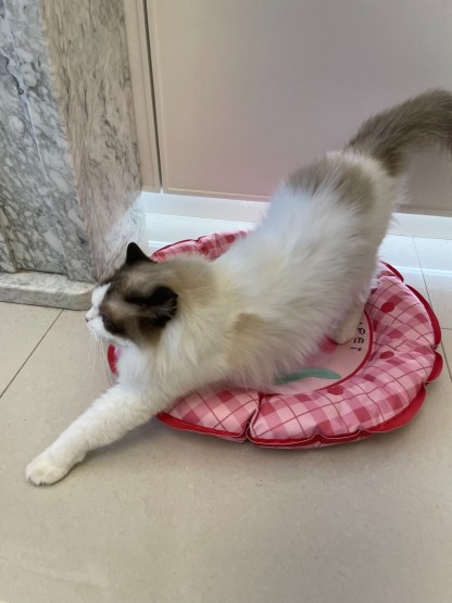 Summer Peach Pet Cooling Mat-Petboxok