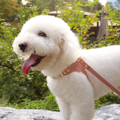 Diamond Harness & Leash Set