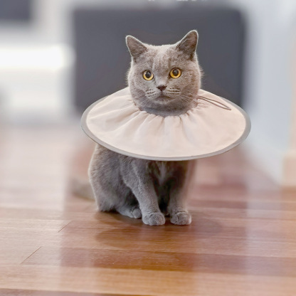 Pet Recovery Collar-Petboxok