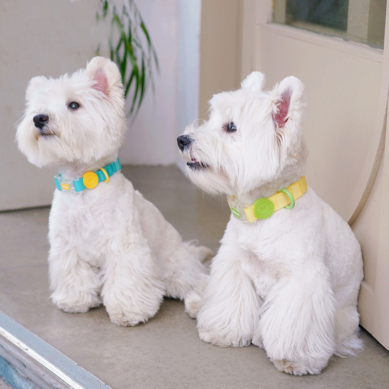 Waterproof Dog Collar-Petboxok