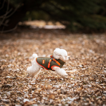 Winter pet cotton coat-Petboxok