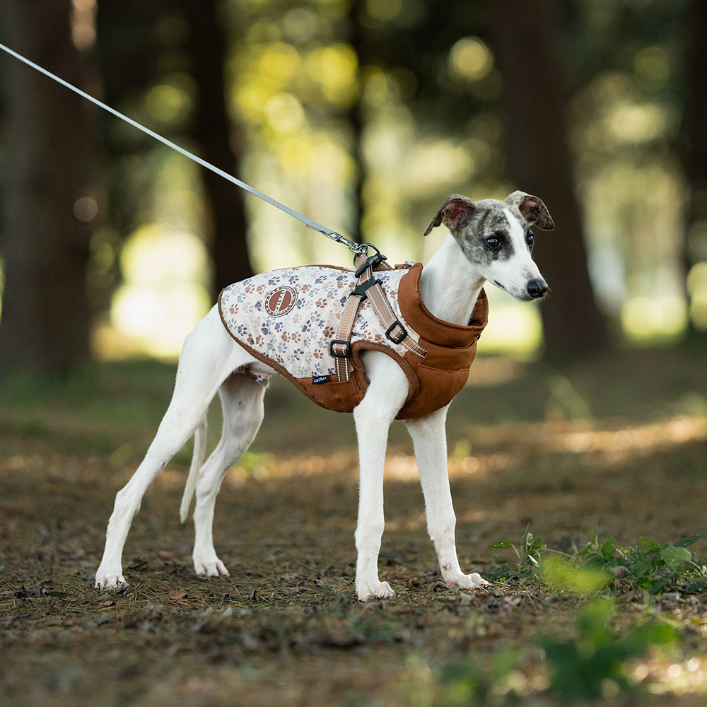 Winter Dog Jacket-Petboxok