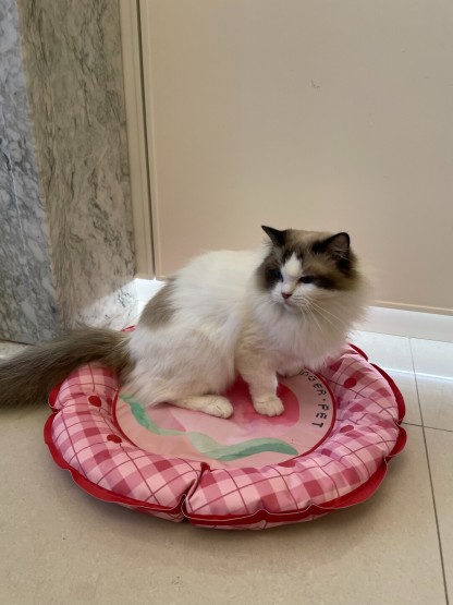 Summer Peach Pet Cooling Mat-Petboxok