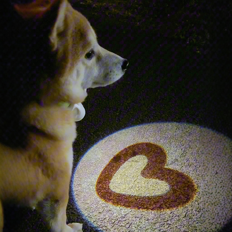 Night Dog Walking Light