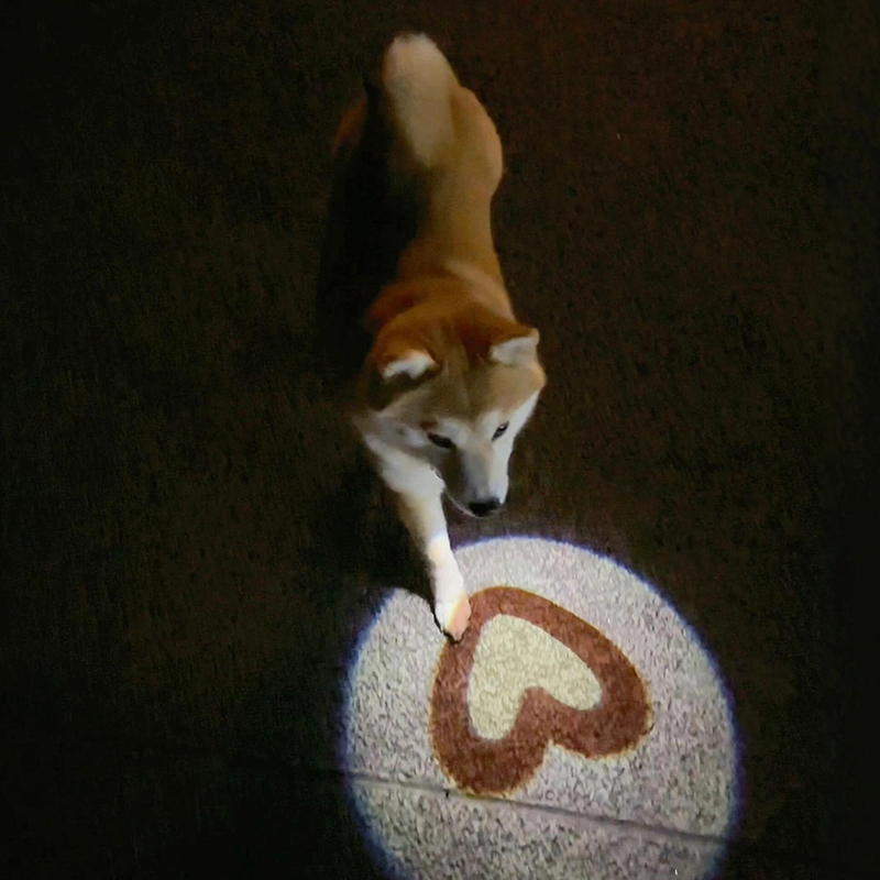 Night Dog Walking Light