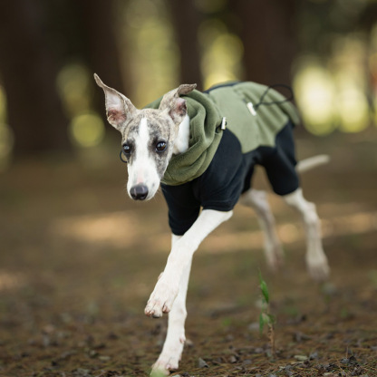 Lightweight Thermal Dog Cat Jacket with Adjustable Fit-Petboxok