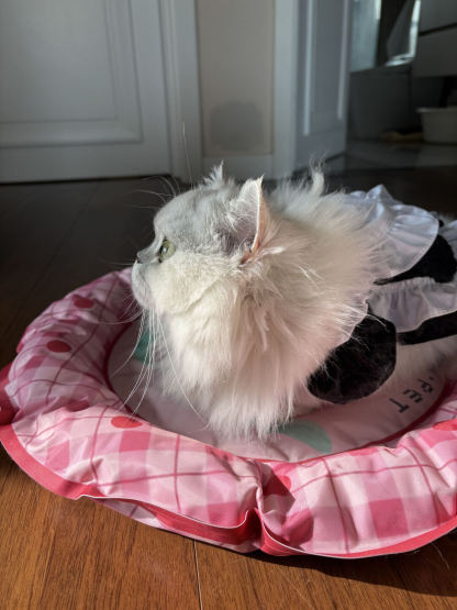 Summer Peach Pet Cooling Mat-Petboxok