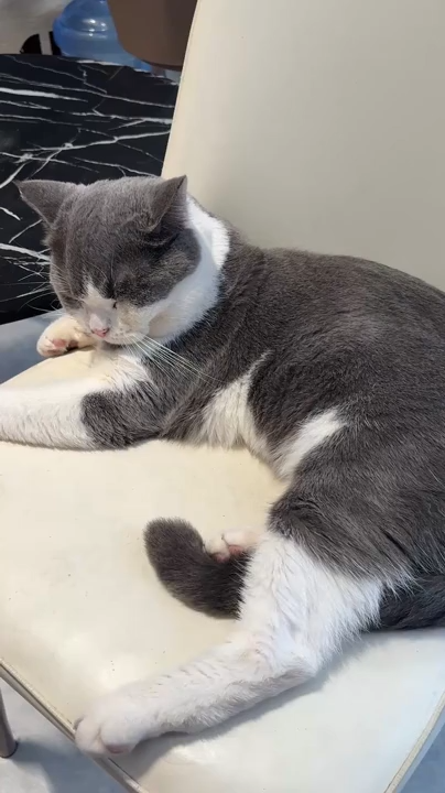 Cat Interactive Launcher Toy