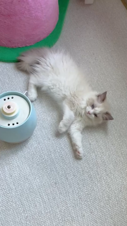 Smart Sensor Ceramic Pet Water Fountain