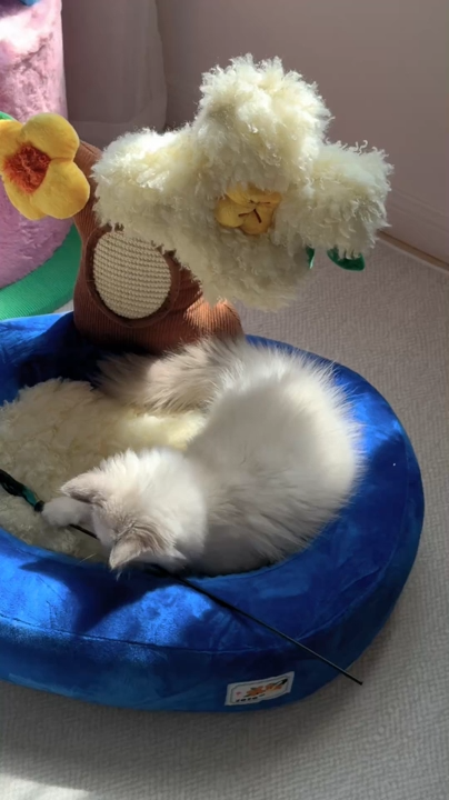 Golden Osmanthus Potted Pet Bed